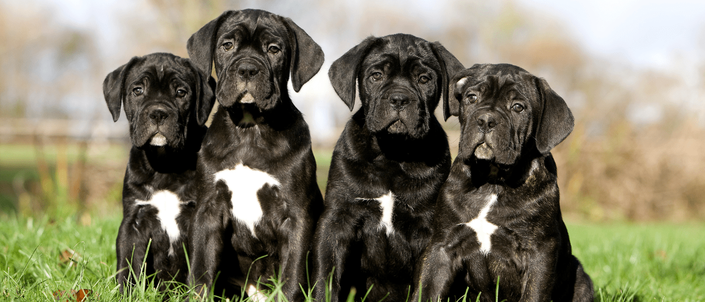 Cane corso