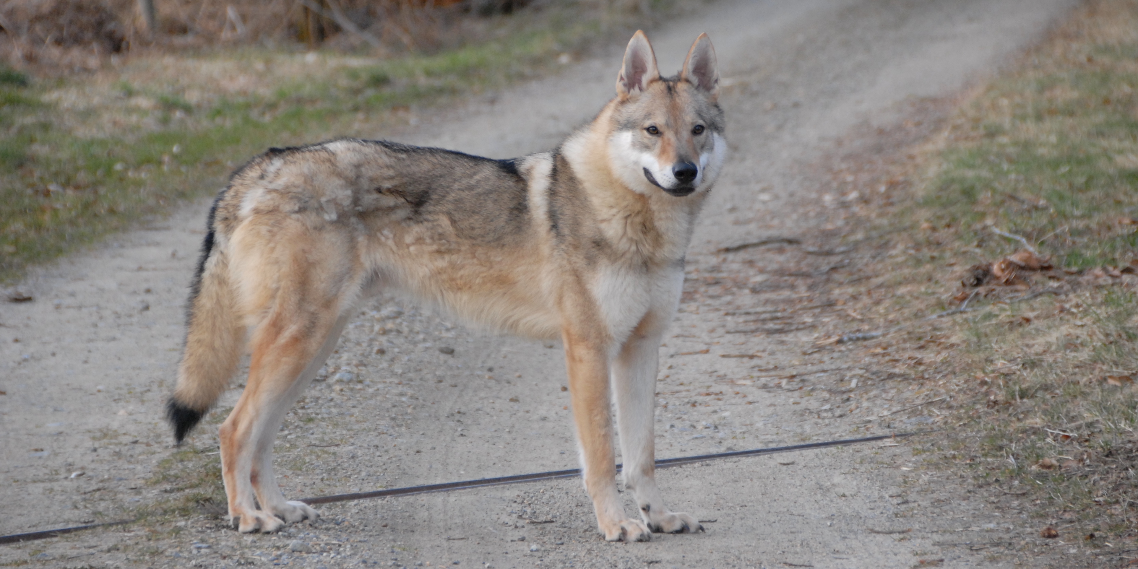 Chien loup tchecoslovaque