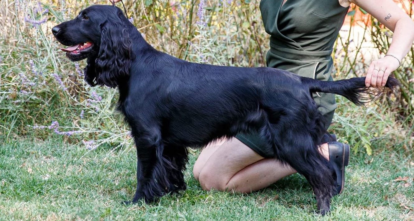 Field spaniel