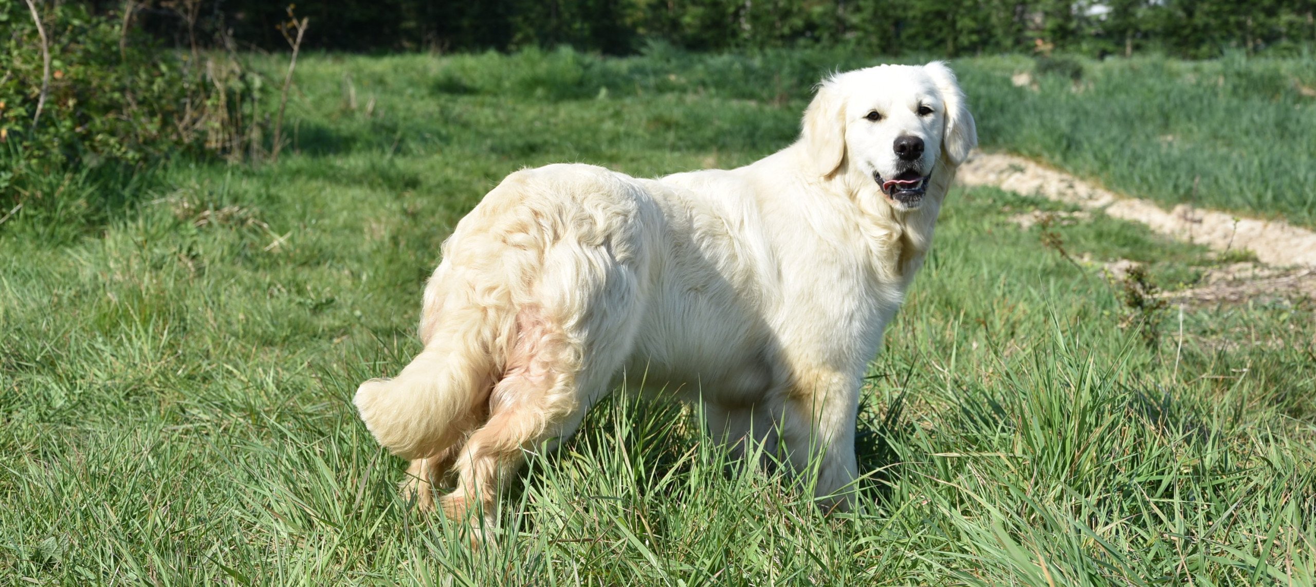 Golden retriever