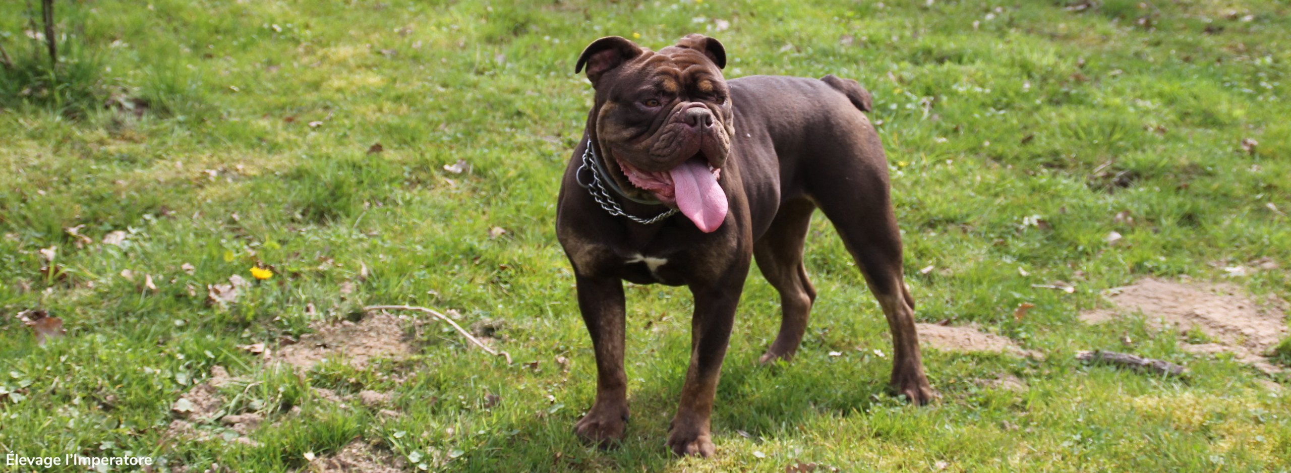 Olde English Bulldogge