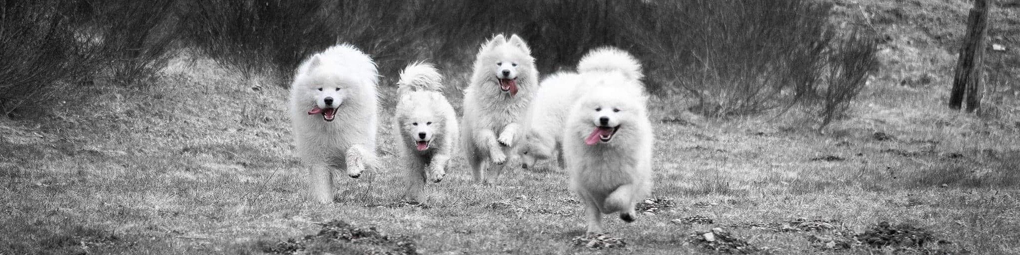 Samoyede