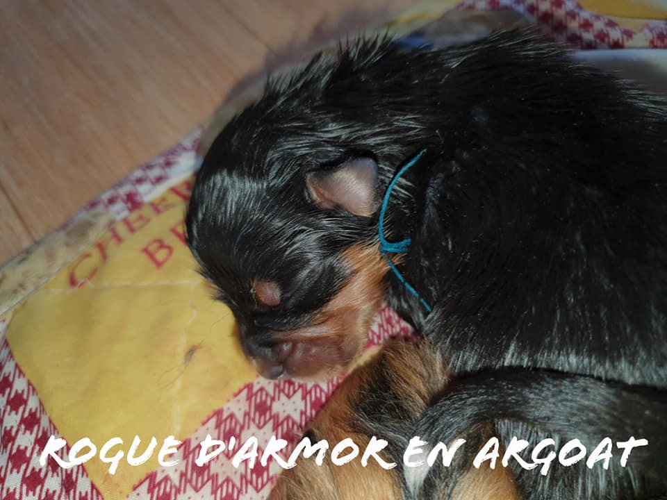 Ragnar D Armor En Argoat D Armor En Argoat Chien English Shepherd A Vendre