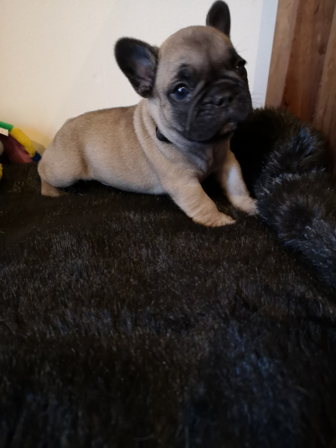 Rabbi Jacob Shamrock Cottage Chien Bouledogue Francais A Vendre