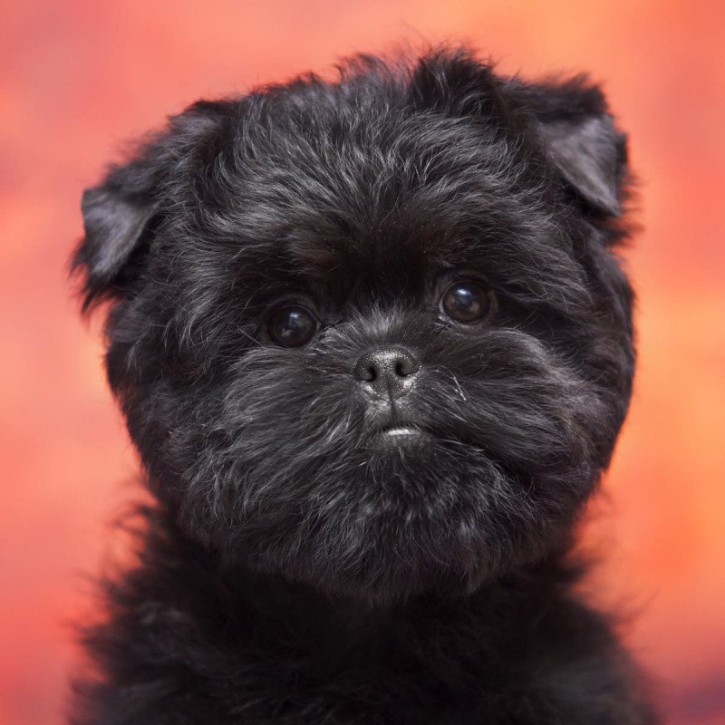 Affenpinscher