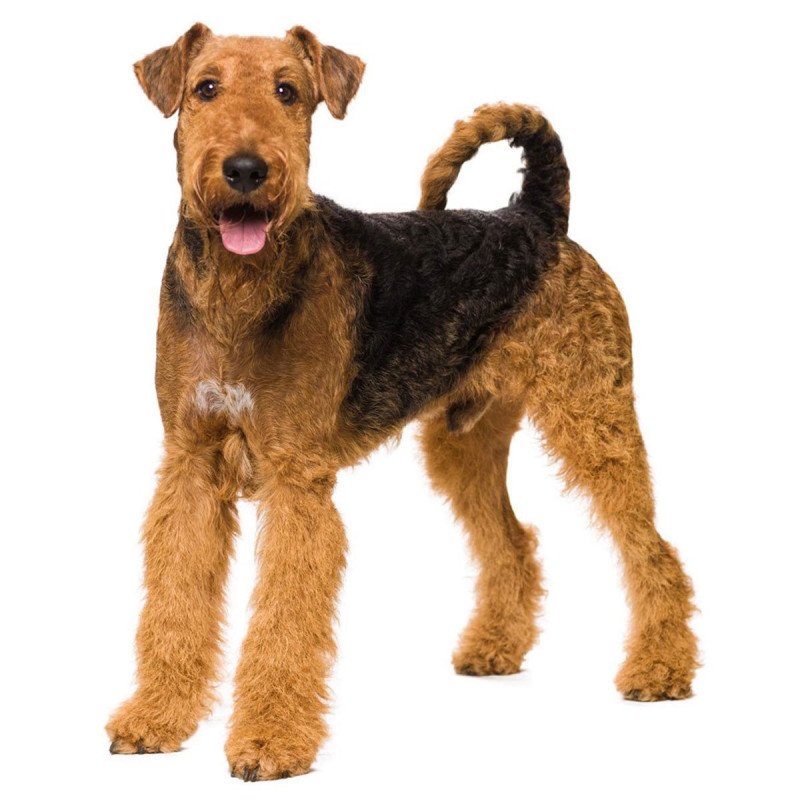 Airedale terrier