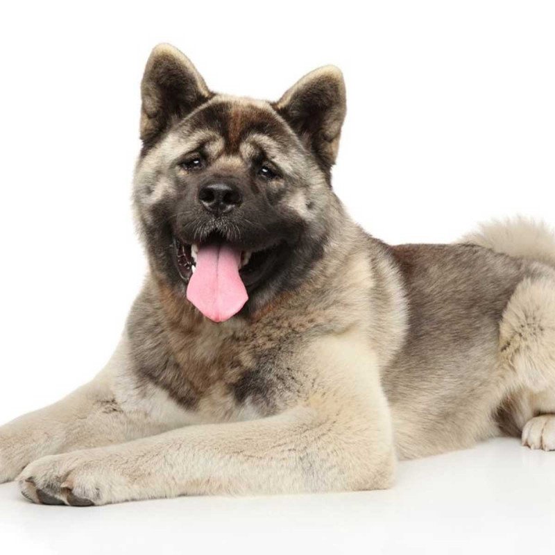 Akita americain