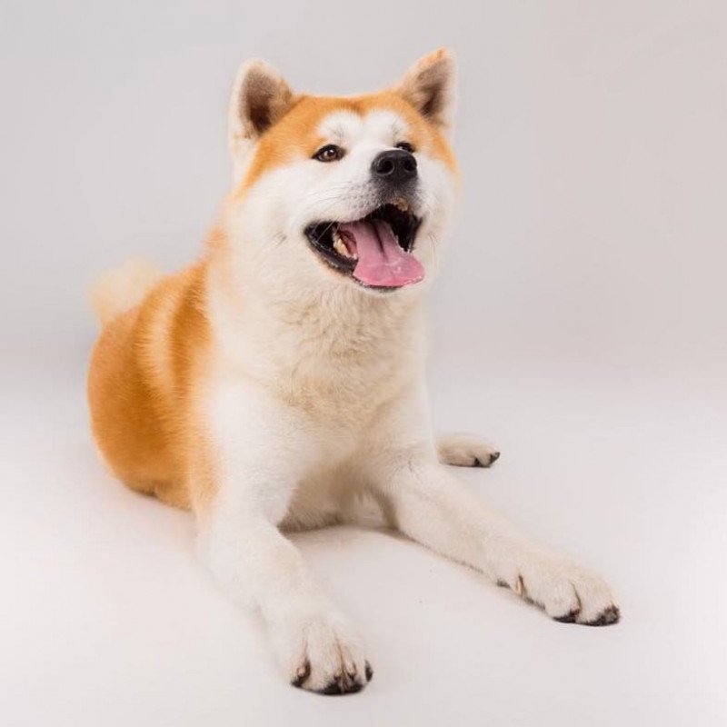 Akita