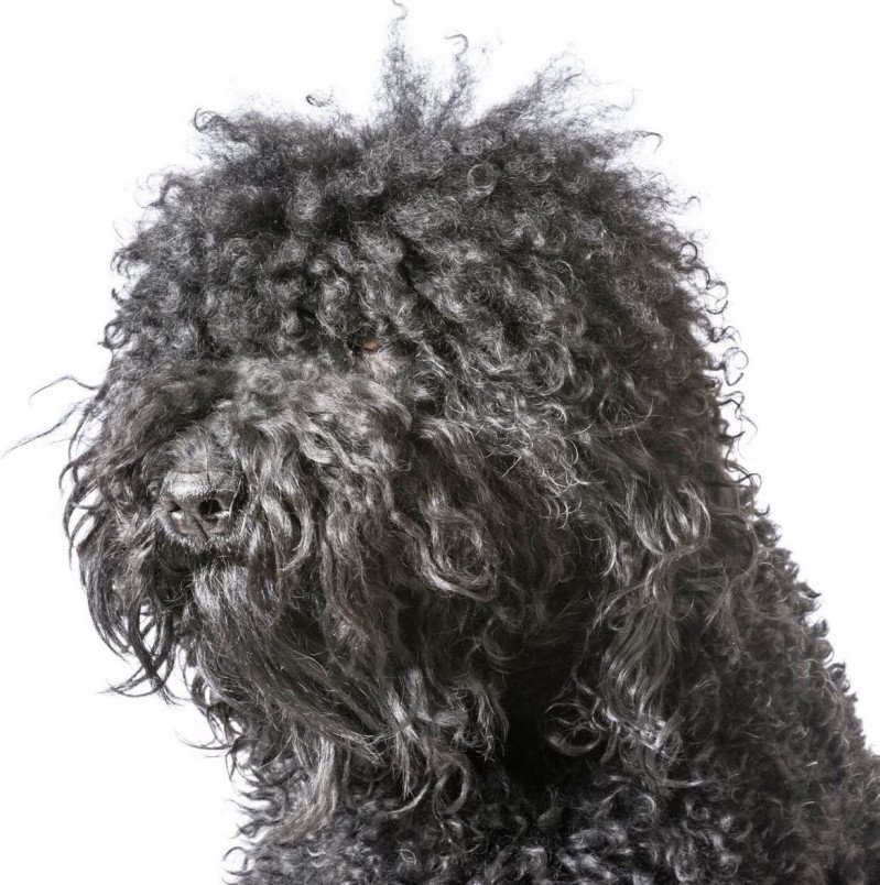 Barbet