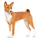 Basenji