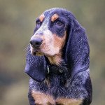 Basset bleu de gascogne