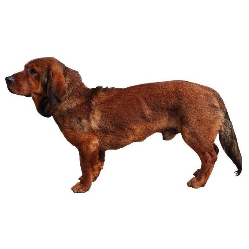 Basset des alpes