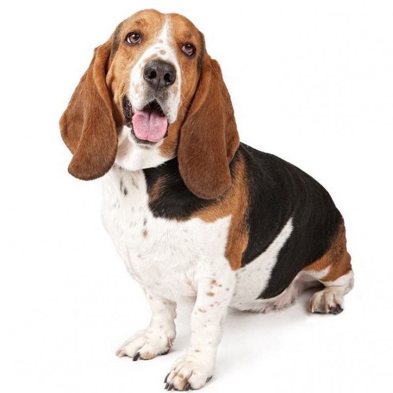 Basset hound