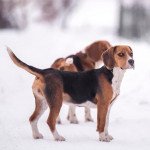 Beagle-harrier