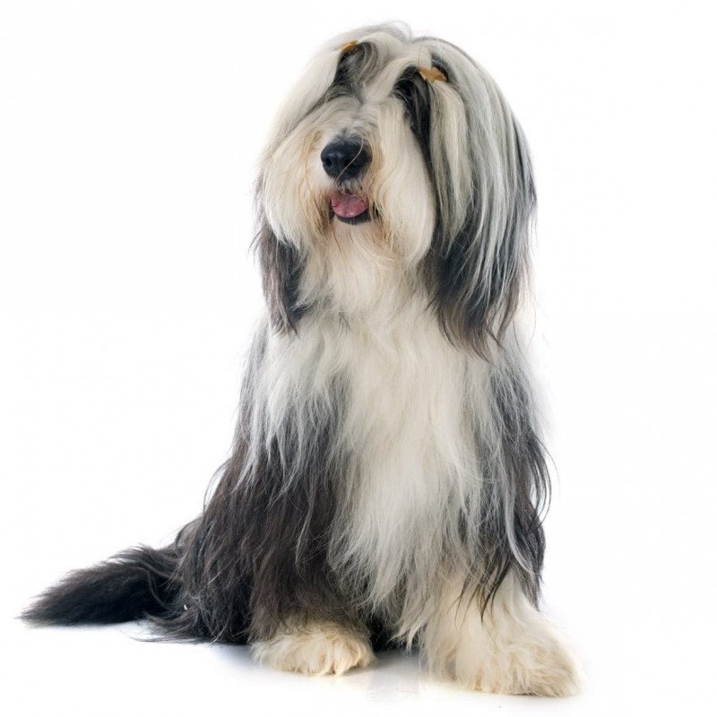 Bearded collie