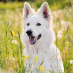 Berger blanc suisse