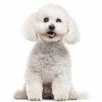 Bichon a poil frise