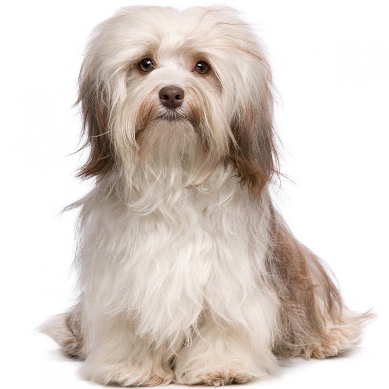Bichon havanais