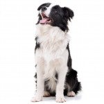 Border collie