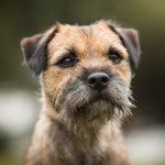 Border terrier