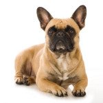 Bouledogue francais