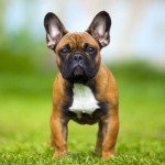 Bouledogue francais