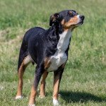 Bouvier de l'appenzell