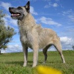 Bouvier des ardennes