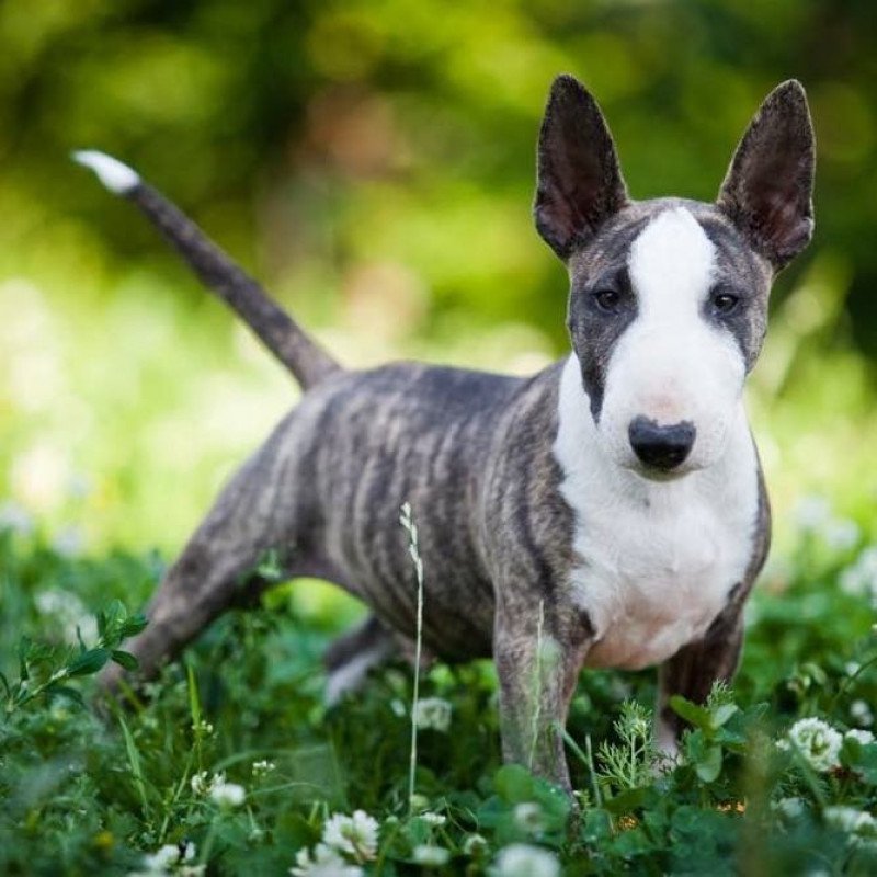 Bull terrier miniature