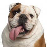 Bulldog anglais