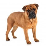 Bullmastiff