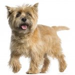 Cairn terrier