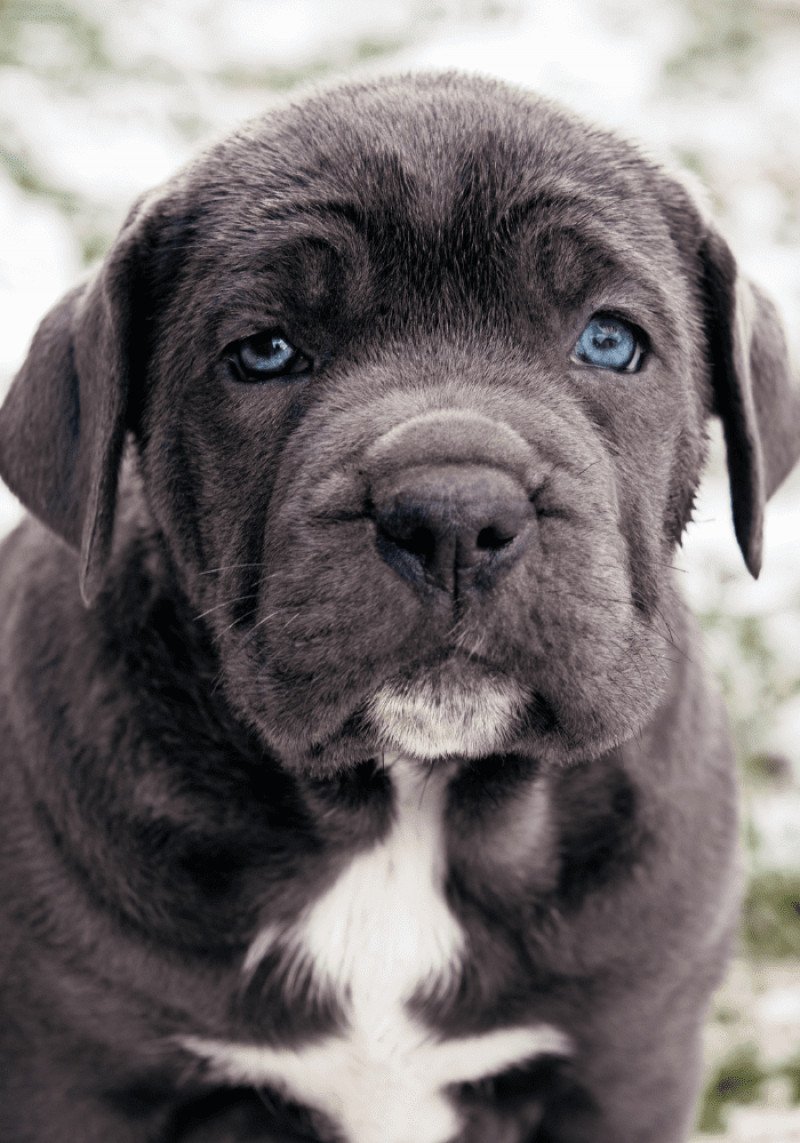 Cane corso