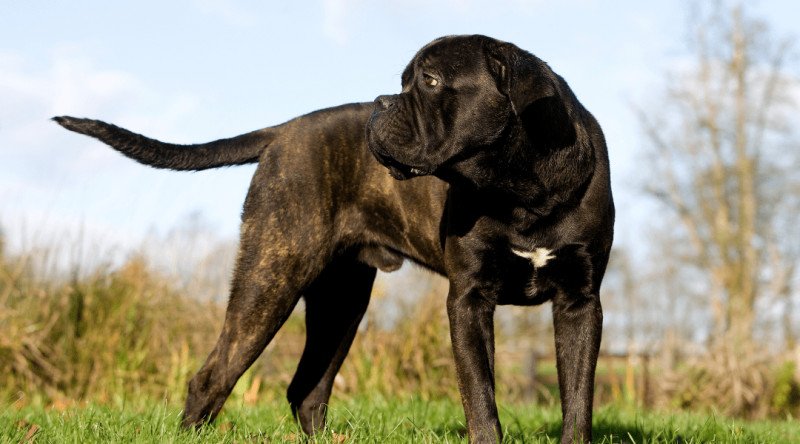 Cane corso