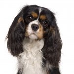 Cavalier king charles