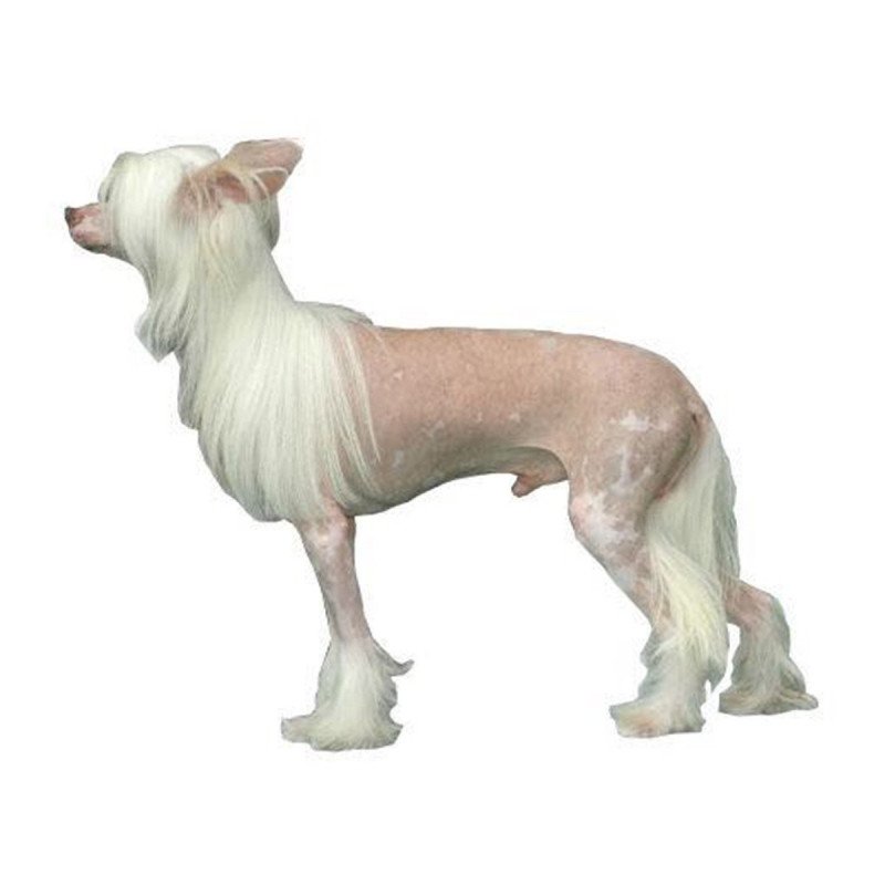 Chien chinois a crete