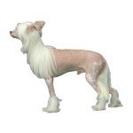 Chien chinois a crete