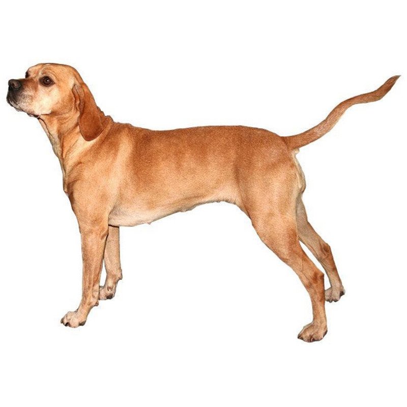 Chien d'arret portugais