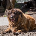 Chien de la serra da estrela