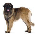 Chien de leonberg