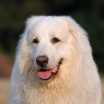 Chien de montagne des pyrenees