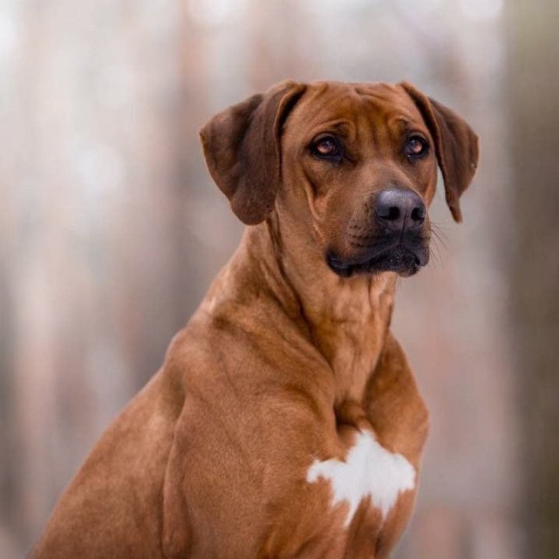 Chien de rhodesie a crete dorsale