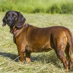 Chien de rouge de baviere