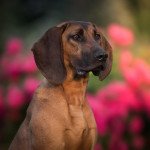 Chien de rouge du hanovre