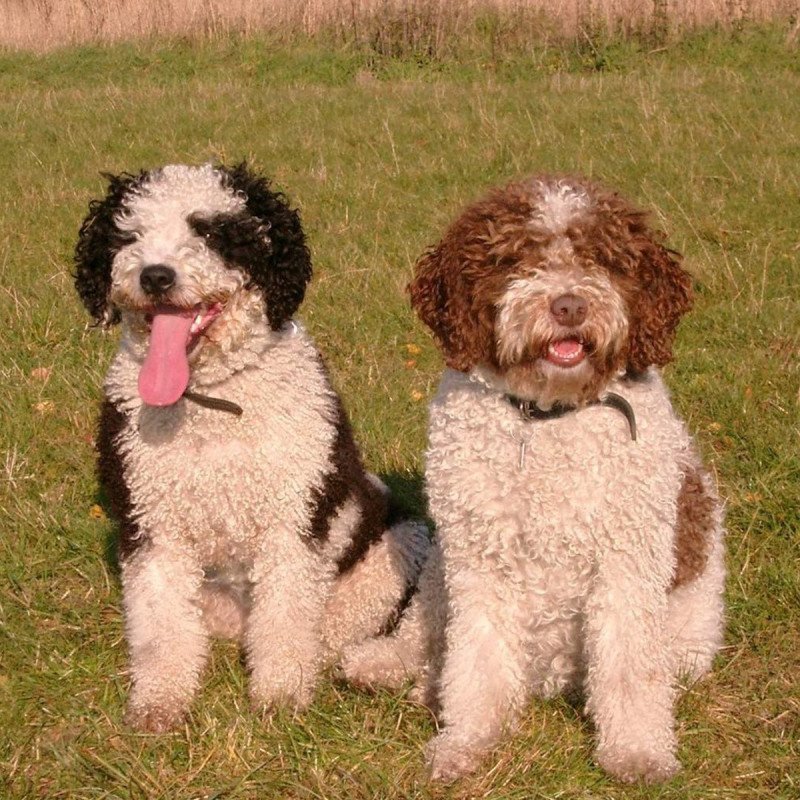 Chien d'eau espagnol