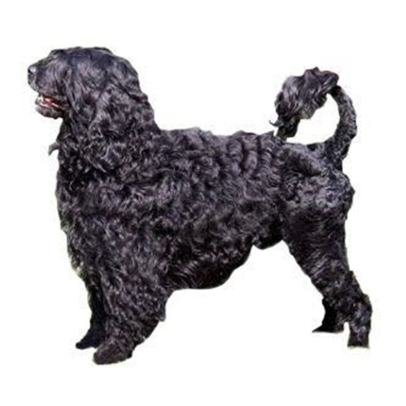 Chien d'eau portugais