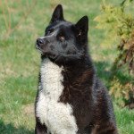 Chien d'ours de carelie