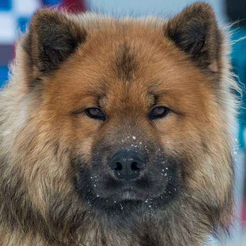 Chien du groenland