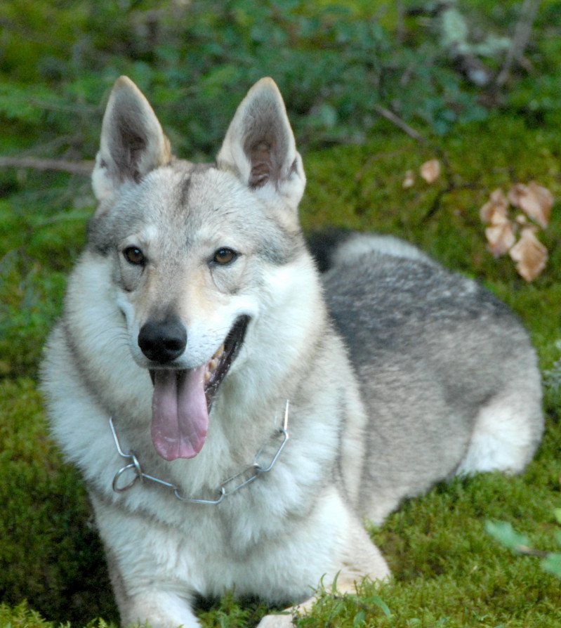 Chien loup tchecoslovaque