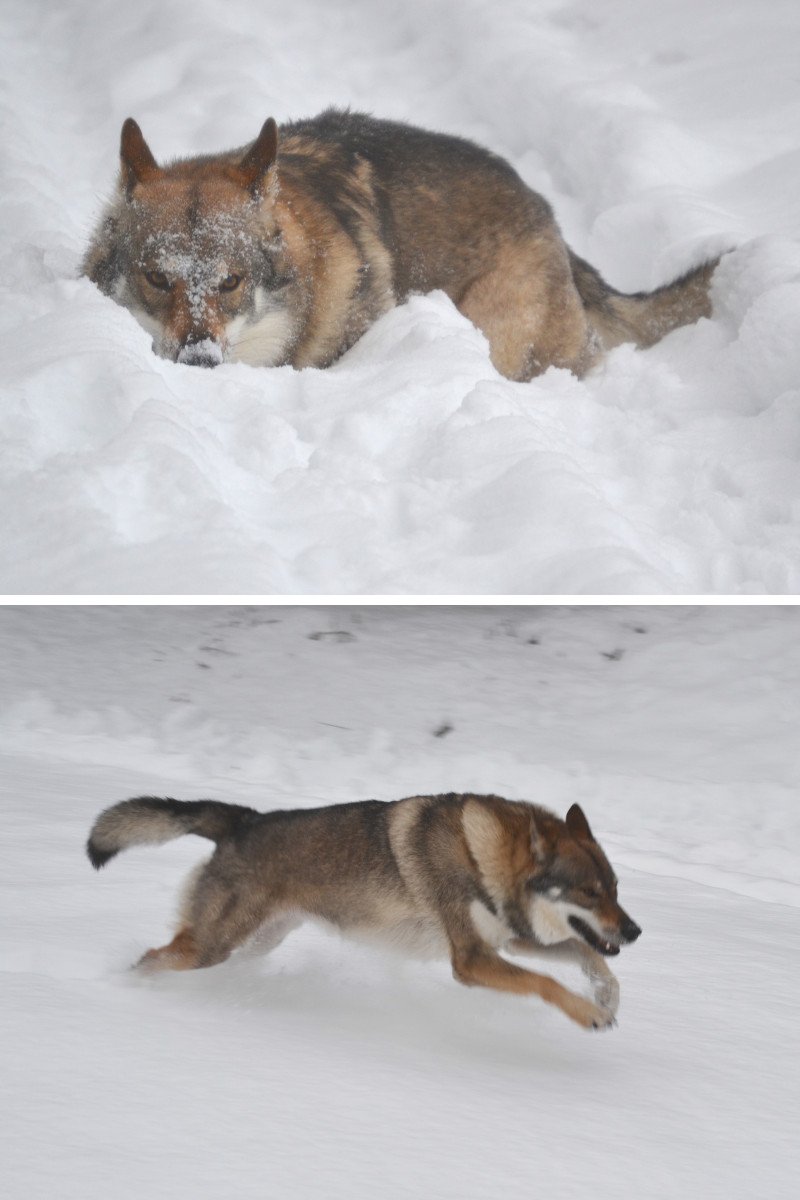 Chien loup tchecoslovaque